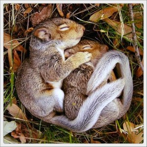 do squirrels hibernate.