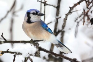 blue jay resting on a tree branch