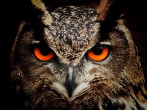 the face of an owl