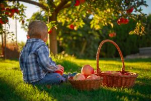 child sitting on grass next to a basket of apples